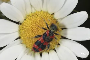 Trichodes Apiarius Drucke: Checkered Bee Beetle (Trichodes apiarius)