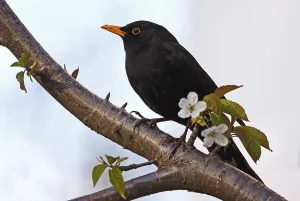 Spring Awakening Nature Drucke: At the cherry tree