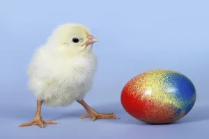 Easter Egg Decorations Drucke: Chick and Easter egg