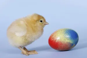 Studio Shot Of A Chick Drucke: Chick and Easter egg