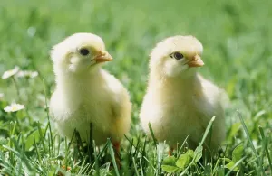 Productive Livestock Photos Drucke: Chicks