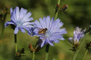 Polish Wildlife Photography Drucke: Chicory with hoverfly