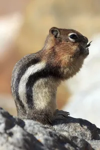 No People Images Drucke: Chipmunk