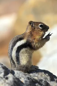 Mammalian Rodents Drucke: Chipmunk