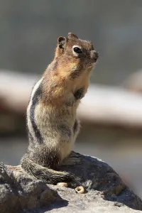 Empty Nature Scenes Drucke: Chipmunk