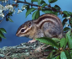 Deserted Natural Environments Pics Drucke: Chipmunk (Eutamias), lateral view