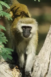 West African Monkeys Drucke: Chlorocebus aethiops, Copithecus aethiops