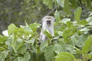 Akagera National Park Rwanda Drucke: Chlorocebus aethiops, Copithecus aethiops