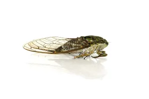 True Bug Drucke: Cicada on a white background