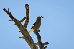 Eroded Canyon Scene Drucke: Clark's Nutcracker Singing
Clark's Nutcracker Singing