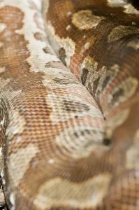 Colourful Wildlife Photography Drucke: Close-up of a coiled coloured python (Python curtus) on the ground
