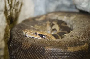 Detailed Wildlife Photography Drucke: Close-up of a coloured python (python curtus) curled up and looking into the camera
