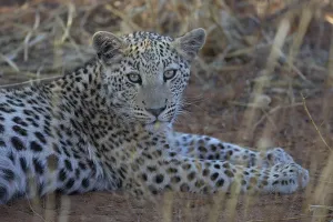 Deserted Animal Habitat Drucke: Close-up of a leopard with a sharp pattern on its face