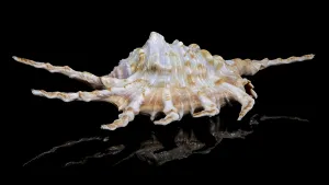 Bivalve Molluscs Drucke: Close-up of a Scorpion Conch Shell on a solid black background