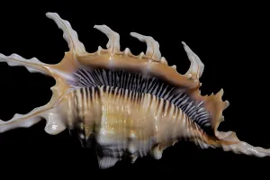 Black Background Seashell Drucke: Close-up of a Scorpion Conch Shell on a solid black background