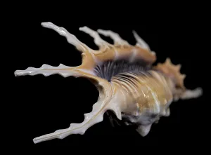 Close Up Underwater Photo Drucke: Close-up of a Scorpion Conch Shell on a solid black background