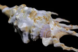 Natural Texture Patterns Drucke: Close-up of a Scorpion Conch Shell on a solid black background