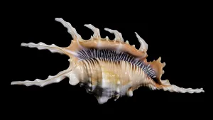 Natural Texture Patterns Drucke: Close-up of a Scorpion Conch Shell on a solid black background