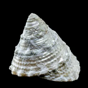Eastern Europe Marine Life Drucke: Close-up of a Tectus pyramis shell