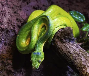Poisonous Reptile Photography Drucke: Closeup of a green tree python snake