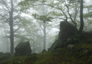 Cloud Forest Drucke: Cloud forest with rocks and trees