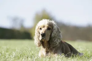Wildlife Nature Scenes Drucke: Cocker Spaniel