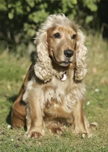 Domestic Dog Images Drucke: Cocker Spaniel