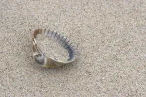Seashell Images Drucke: Cockle (Cerastoderma edule)