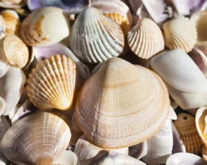 Uninhabited Coastline Pictures Drucke: Cockle shells (Cerastoderma edule)