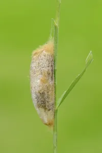 Deserted Plant Habitat Drucke: Cocoon, The Drinker (Euthrix potatoria)
