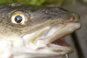 European Fish Species Drucke: Cod, cod (gadus, morhua)