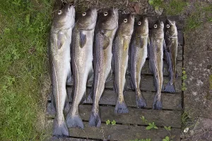 Swedish Nature Reserves Drucke: Cod, cod (gadus, morhua)