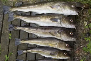 Atlantic Cod Drucke: Cod, cod (gadus, morhua)