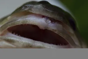 Bony Fish Osteichthyes Drucke: Cod, codfish (gadus, morhua)