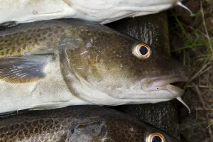 Bony Fish Osteichthyes Drucke: Cod, codfish (gadus, morhua)