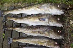 Bony Fish Identification Drucke: Cod, codfish (gadus, morhua)