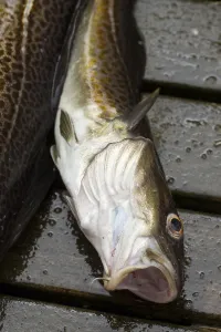 Wild Animal Photography Sweden Drucke: Cod, codfish (gadus, morhua)