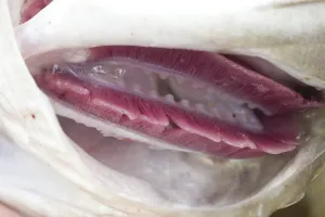 Atlantic Cod Drucke: Cod, codfish (gadus, morhua)