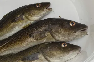 Atlantic Cod Drucke: Cod, codfish (gadus, morhua)