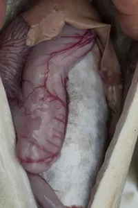 Swedish Nature Reserves Drucke: Cod, codfish (gadus, morhua)