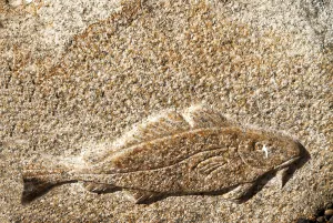 Bony Fish Europe Drucke: Cod from stone in Denmark