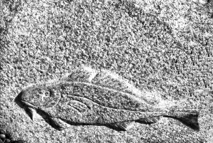 Deserted Danish Coastline Drucke: Cod from stone in Denmark