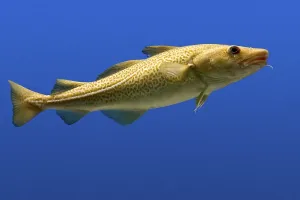 Fish Species Drucke: Codfish (Gadus)