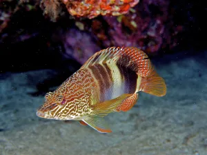Gran Canaria Dive Site Drucke: Colourful scribbler (Serranus scriba)