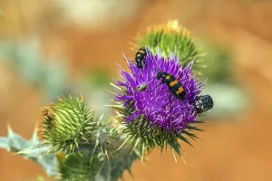 Bee Beetle Drucke: Common bee beetle (Trichodes apiarius)