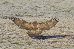 Steppe Buzzard Images Drucke: Common buzzard