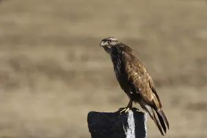 Eurasian Buzzard Drucke: Common buzzard