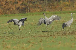 Eurasian Cranes Drucke: Common crane (Grus grus)