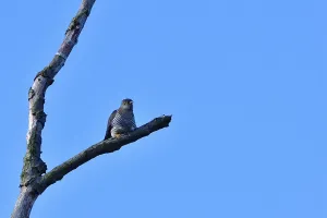 Animal Sound Recordings Drucke: Common cuckoo on a tree in spring
