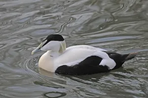 Animal Photography In The Wild Drucke: Common eider